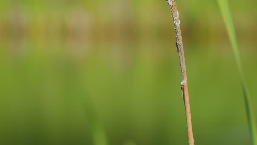 Emperor dragonfly (Anax imperator) in flight, landing on a plant stem