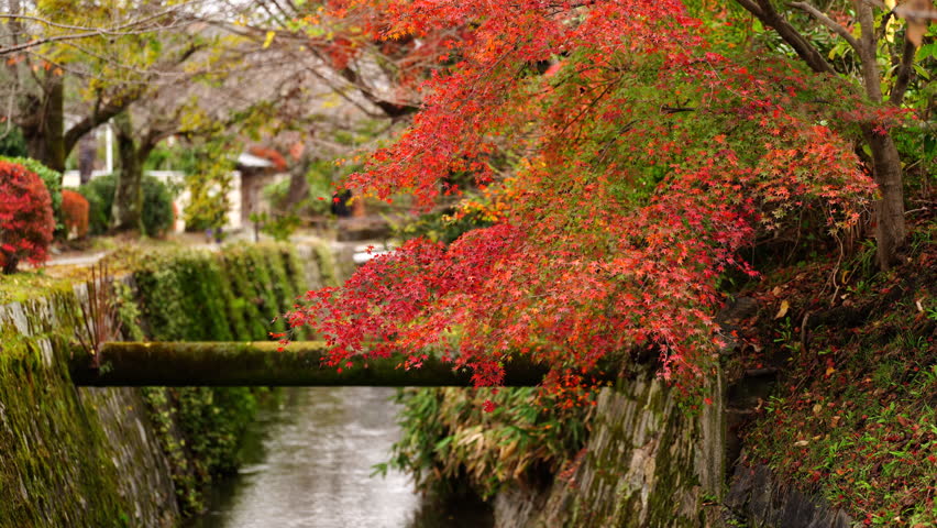 Kyoto's autumn foliage Spots: Autumn Leaves at the Philosopher's Path