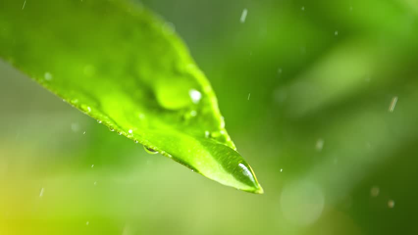 Super Slow Motion Shot of Droplet Falling from Fresh Green Leaf at 1000fps.