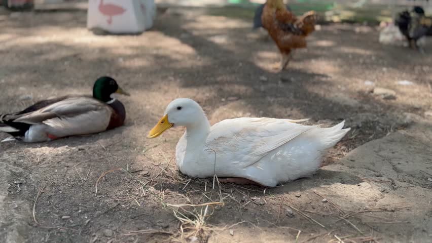 A cute family of ducks eating grass in the garden
