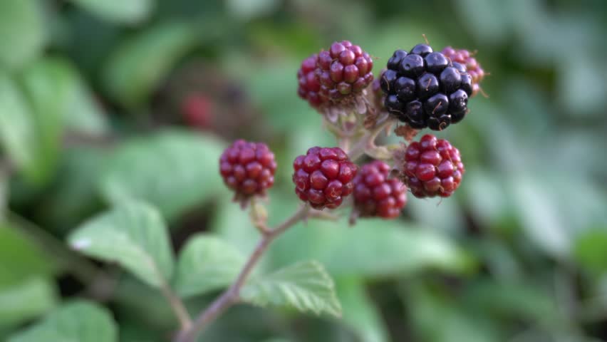 Blackberries with Green Leaves in a Rural Area.