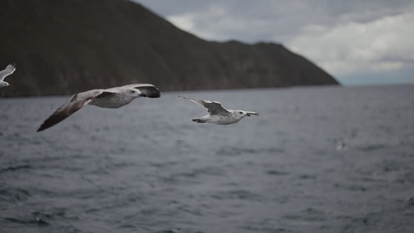 flying seagulls on Lake Baikal grab food, The nature of Lake Baikal in Siberia