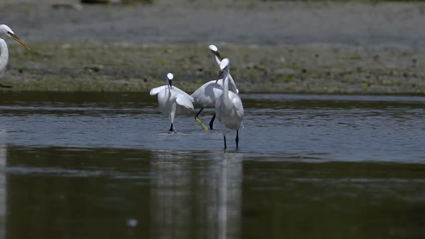 Western reef heron wandering in the sallow marsh land at the bird sanctuary on a sunny day