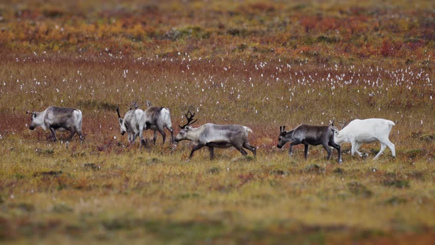 A small herd of reindeer walks grazing through the autumn tundra. An albino deer walks last following the herd. Pan follow shot.