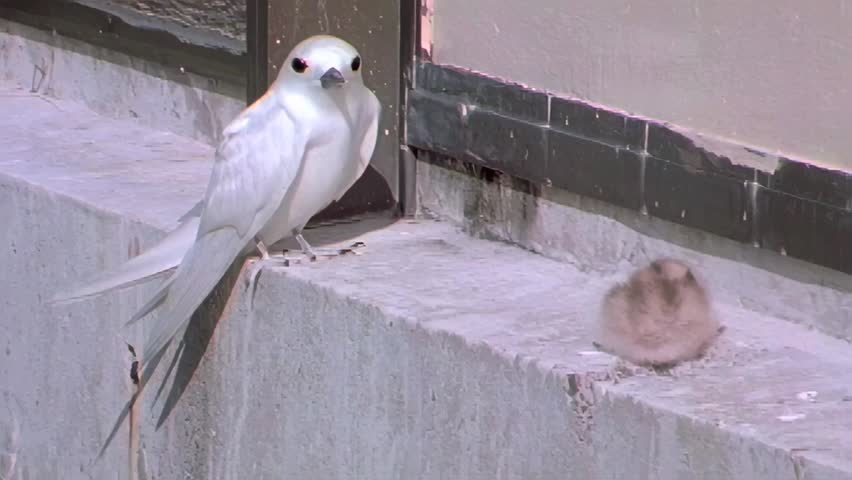 Fairy Tern female with chick