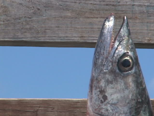 Edited series of man cleaning King fish on Florida dock.
