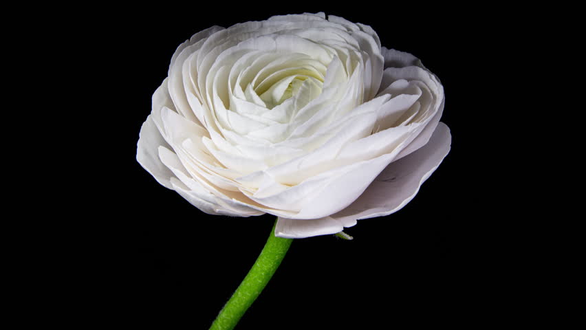 Timelapse of Spectacular Beautiful White Ranunculus Flower Blooming on Black Background. Mothers Day Concept. Holiday, Love, Birthday Design Backdrop