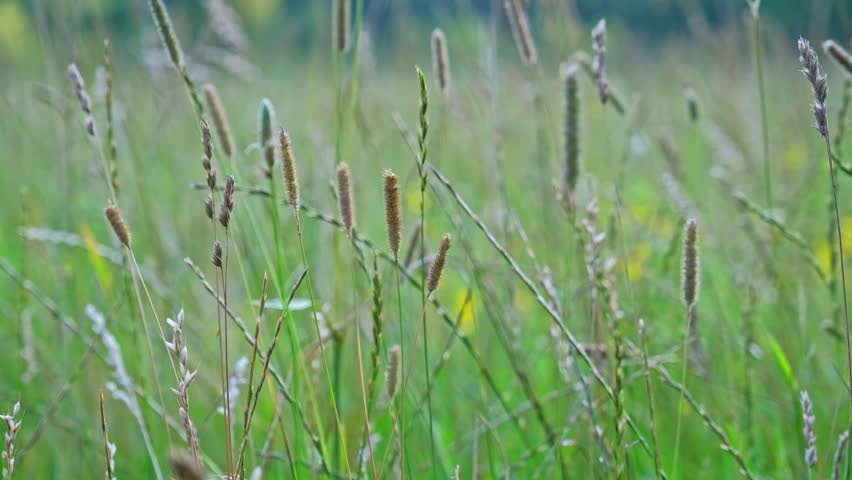 Wild Meadow Phleum Pratense Abundant Perennial Timothy Grass with Flowerhead Densely Packed Spikelets