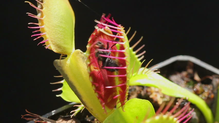 Carnivorous plant catching a fly