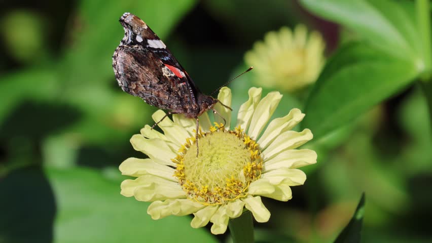 A butterfly is sitting on a yellow flower. The butterfly is brown and orange