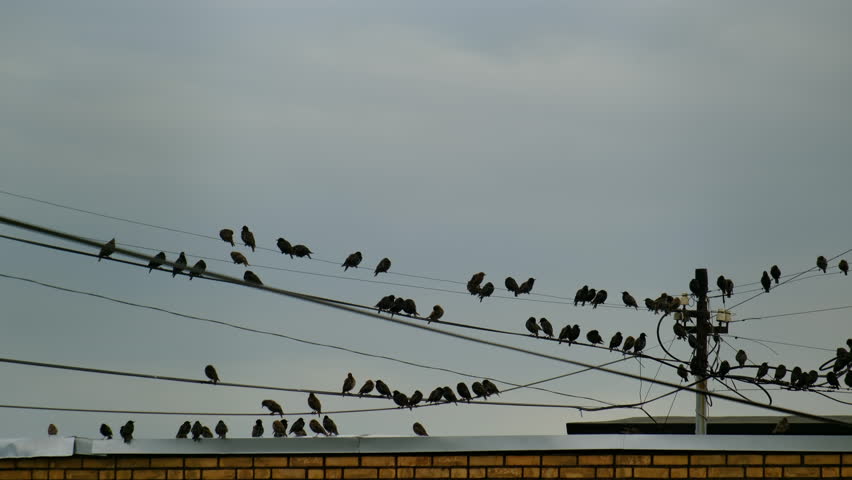 A flock of birds sits on the edge of the roof and suddenly all take off together, close up