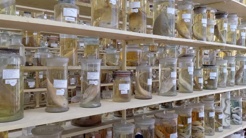 Rows of preserved ocean animals at a natural history museum. Awesome view of scientific collection of glass jars with specimen fishes and other sea creatures. Amazing exhibits on museum shelves.
