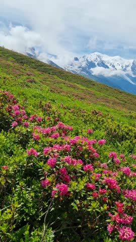 
Beautiful view of Mont Blanc mountain and glacier while hiking the Tour du Mont Blanc.  Alps, Chamonix-Mont-Blanc, France, Europe.
