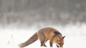 Mammals Fox Vulpes vulpes in winter scenery, Poland Europe, animal walking among winter snowy meadow - Powered by Shutterstock - Get 15% off with code: PIKWIZARD15