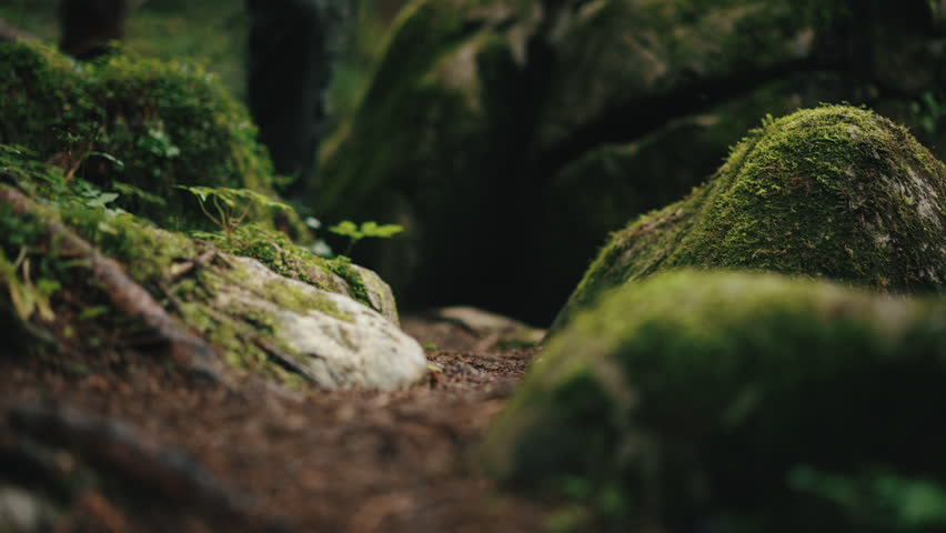 Close up gimbal shot of male hiker walking along path in mountain forest, foot steps among stones covered with green moss. Man in trekking shoes going in woodland. Slow motion steady shot