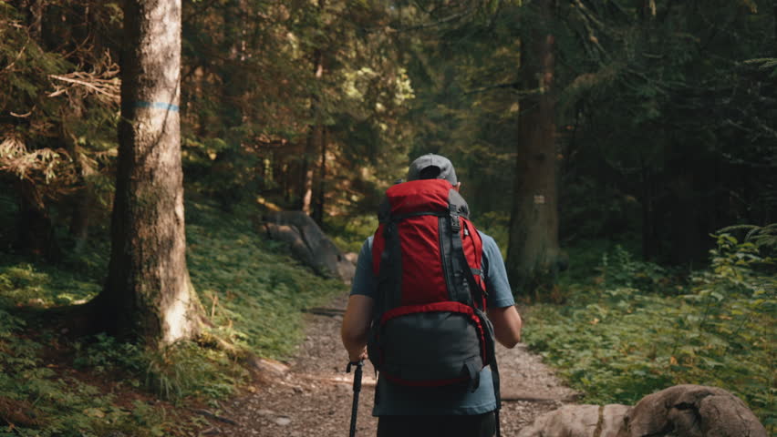 Back view following of male hiker walking up stone trail. Young man with red backpack using trekking poles walks in mountain forest. Pine trees, hiking in woodland, sunny summer day, tall tree trunks