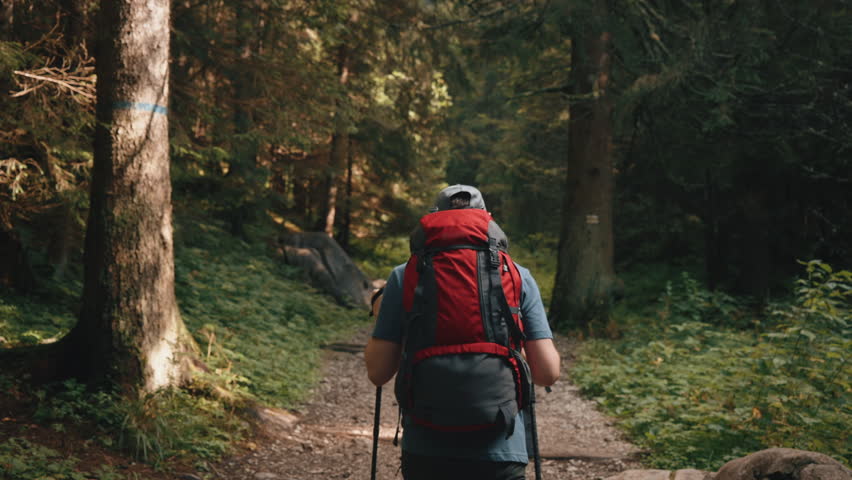 Back view following of male hiker walking up stone trail. Young man with red backpack using trekking poles walks in mountain forest. Pine trees, hiking in woodland, sunny summer day, tall tree trunks