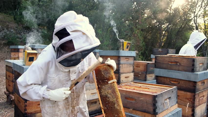 Beekeepers carefully harvest organic honey from hives, surrounded by buzzing bees in a serene garden setting.