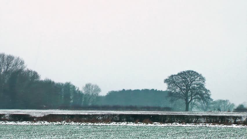 Oak Trees And Hedgerow Against A Snowy Rural Landscape - Gnosall, Staffordshire,
