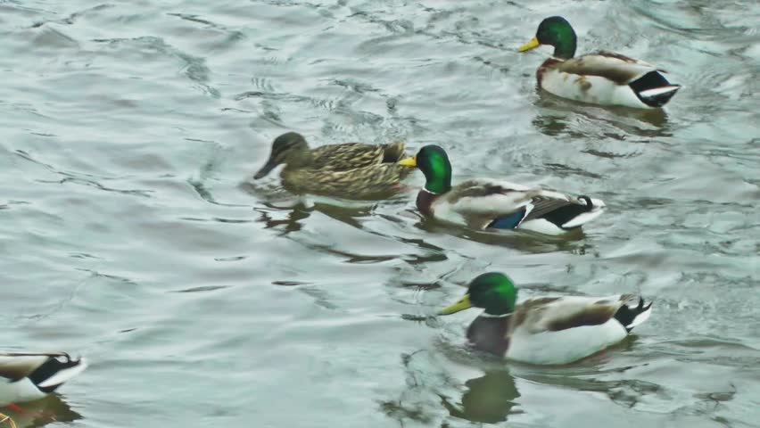 A Flock of Ducks Swimming - Victoria Park, Stafford, England