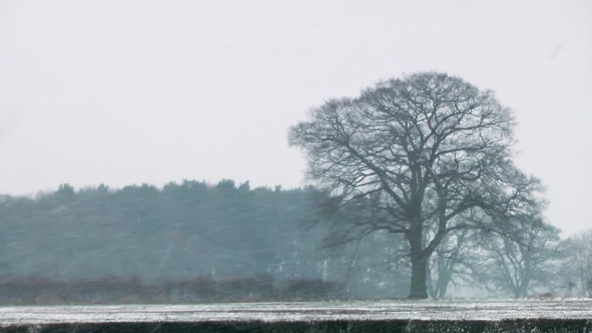 Oak Trees Against A Snowy Rural Landscape - Gnosall, Staffordshire, UK 22nd