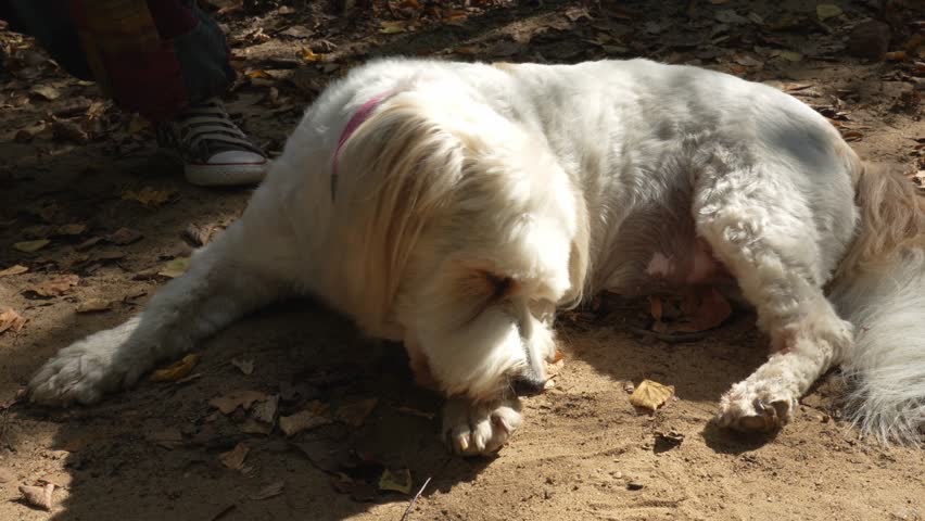 A fluffy white dog lying on the ground in the park scratches its paw, seemingly reacting to irritation or itchiness