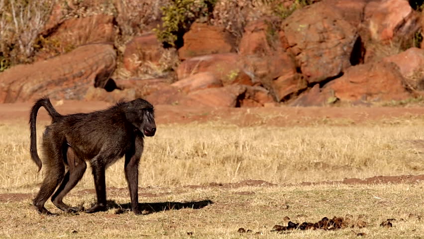 Slow motion profile tracking shot of male baboon Papio ursinus walking