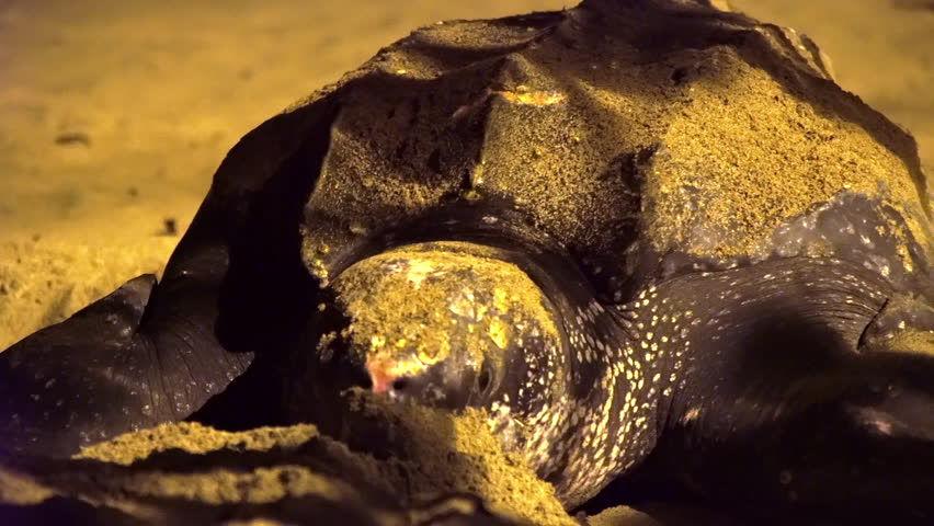 Leatherback sea turtle laying eggs on the beach in Tobago. A rare endangered animal. Nature protection. Tobago and Trinidad. Caribbean region.