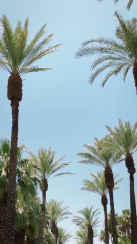 Camera looks up as it moves past rows a palm trees in Palm Springs California.
