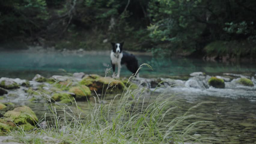 A border collie stands by the edge of a river, surrounded by greenery. The dog looks alert and ready to explore the natural surroundings.