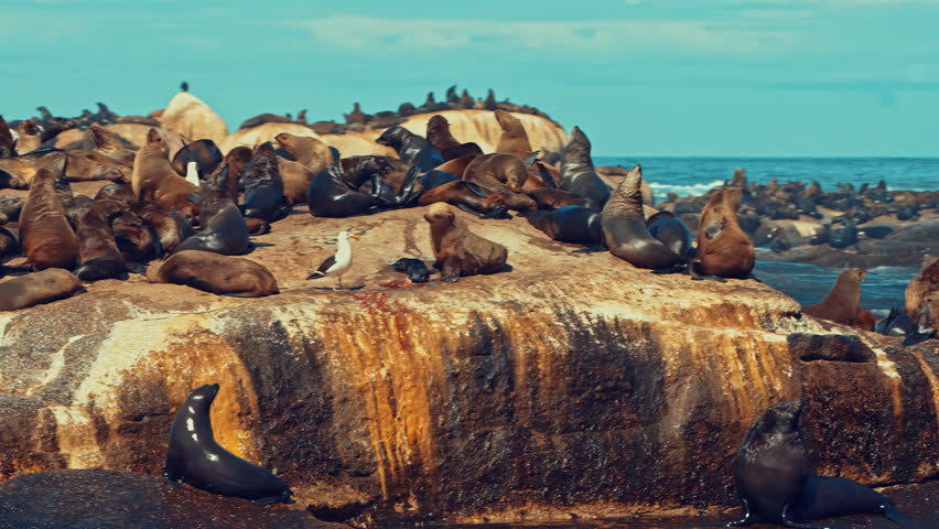 Seal Island in Cape Town
