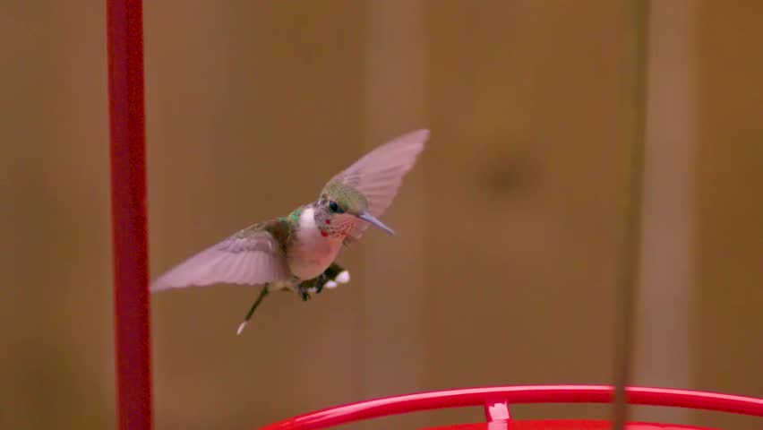 A hummingbird hovering in the air by flapping its wings really fast in slow motion with the background cinematically blurred. A red pole that is shiny is visible in the back. Bird is small and pink.