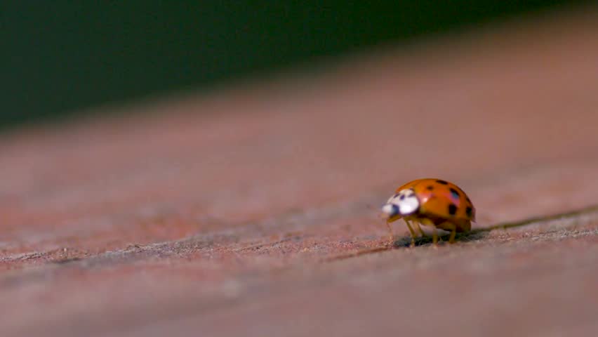Footage shows a ladybird or a ladybug beetle in close up mode preparing to fly with its wings spread and then flying away in slow motion. Background is blurred cinematically with green and brown color