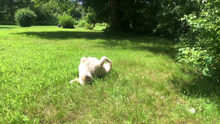 Dog rolling in the grass on a very sunny warm summer day. 
