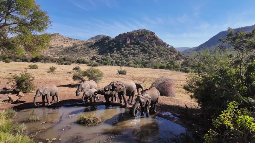 Wild Elephants At Rustenburg North West South Africa. Stunning Safari Landscape Of Wild African Animals. Safari Africa. Big Five Animals. Willd Elephants. Rustenburg North West South Africa.