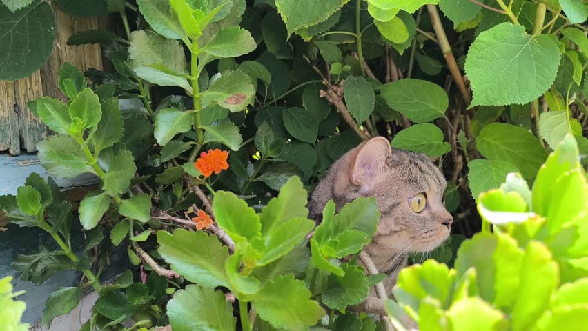  black-striped cat relaxes and looks out of a green plant outdoors