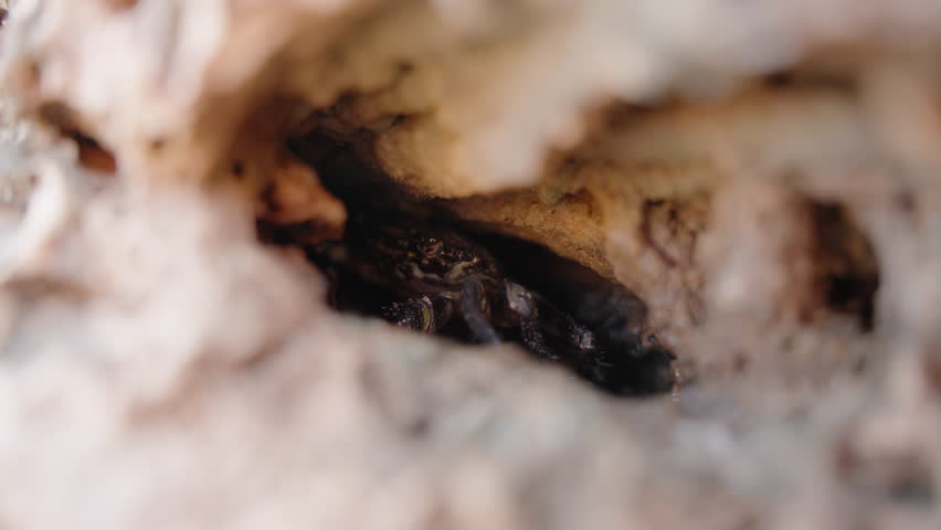 Close-Up of a Small Crab Hidden Inside a Rock Crevice, Camouflaged in Its Natural Habitat, Blending Seamlessly with the Surroundings.