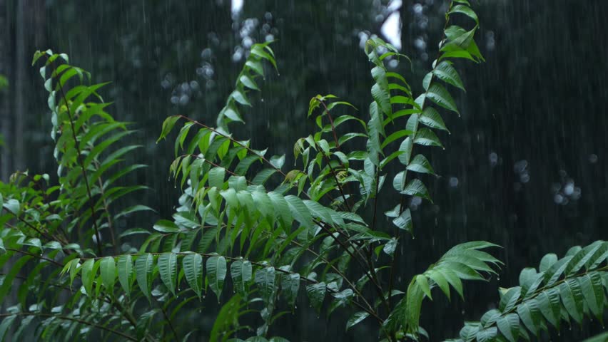 In the rainy season, eastern India receives heavy rainfall during the rainy season.
