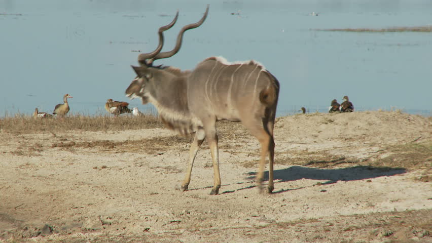 A kudu bull walks down to the riverbank for a drink of water