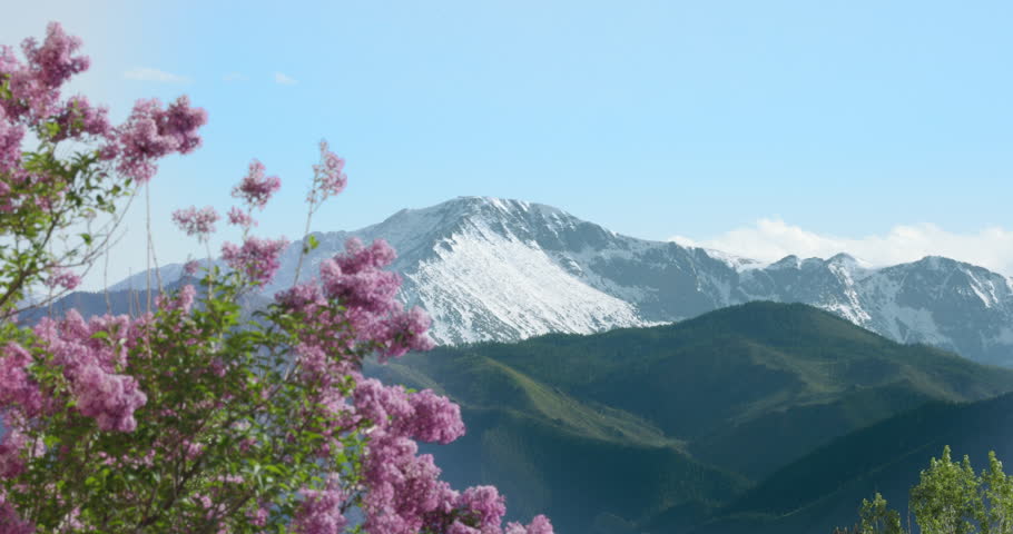 This is a video of Pikes Peak In Colorado Springs Colorado with some Lilac Flowers in the Foreground