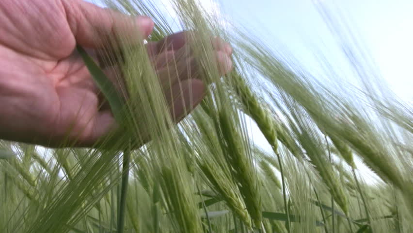 Man's hand stroking the green ears of wheat, which tremble in the wind against
