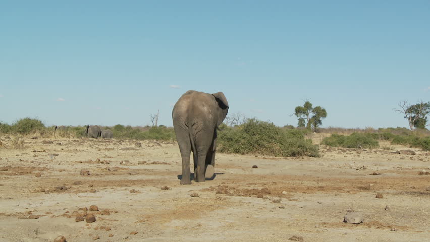 An african elephant walks away towards a hole in the ground