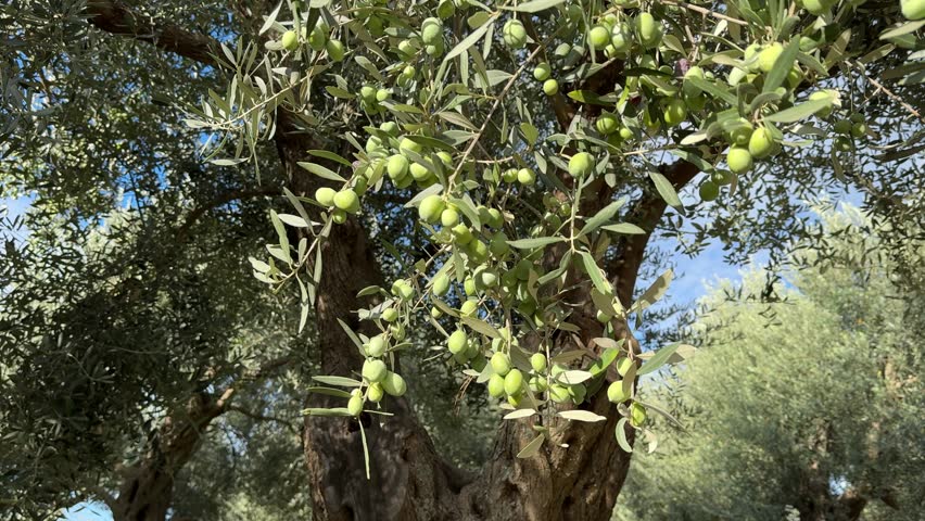 Olive tree with green fruits.