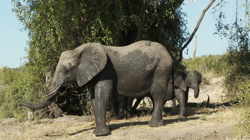 A female elephant heads towards a hole to feed on mineral salts