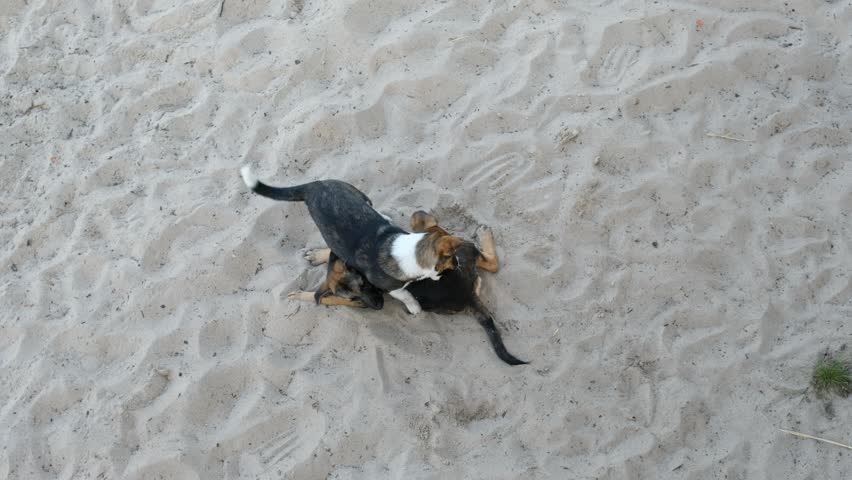 Group of dogs in a good mood are playing on the sand. Morning beach. Top view.