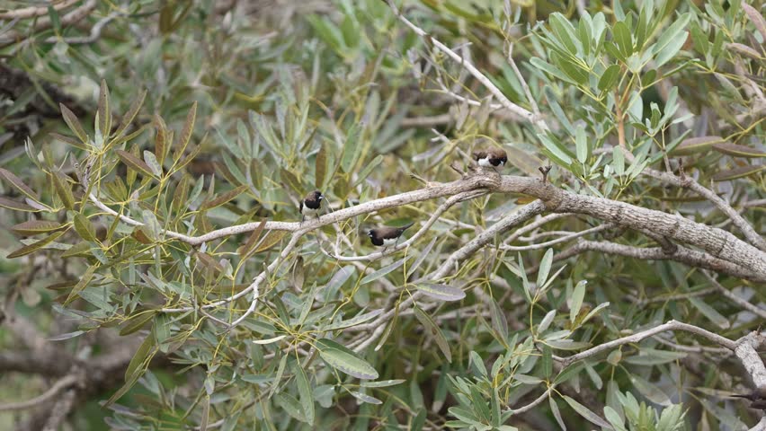 Black wild birds on tree branches to make nests. 4k nature. 4k animal