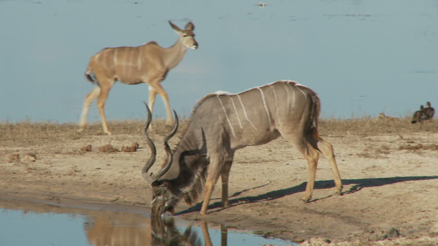 A kudu bull drinks from the banks of the chobe river before turning to walk away