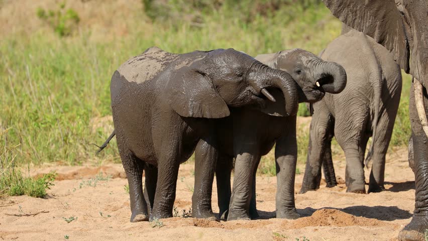 Young African elephants (Loxodonta africana) drinking water in a sandy riverbed, Kruger National Park, South Africa