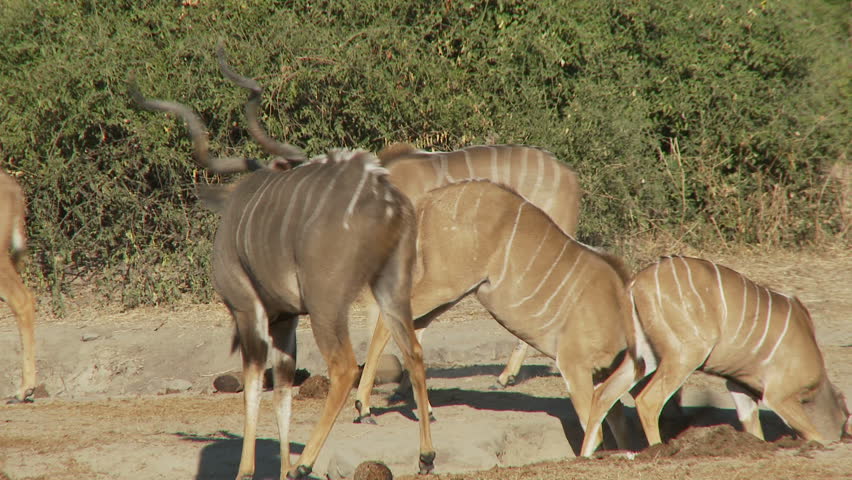 A kudu bull is driven off from the close proximity of a herd of females buy a