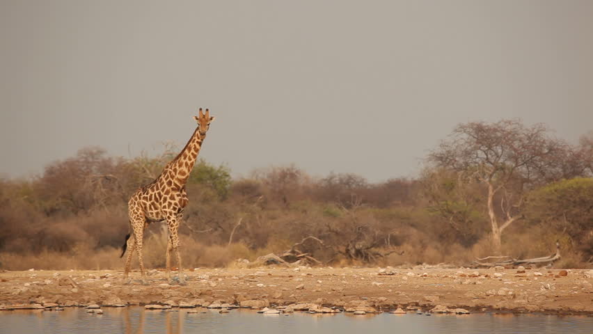 Thirsty Giraffe